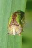 Cassida vibex